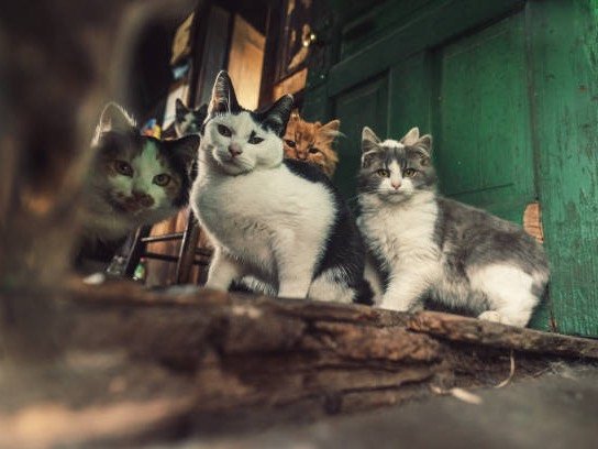 Home interior affected by animal hoarding awaiting sanitation
