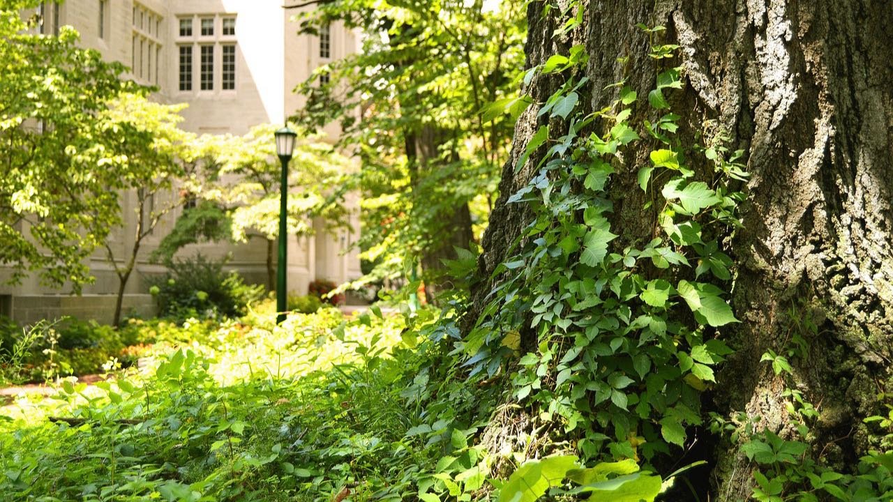 A limestone university building among summer trees in southern Indiana